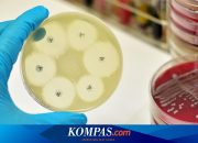 Jutaan Orang Meninggal karena Resistensi Antimikroba, Kemenkes dan WHO Luncurkan Strategi