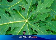 Apakah Ada Efek Samping dari Daun Pepaya? Berikut Penjelasannya…