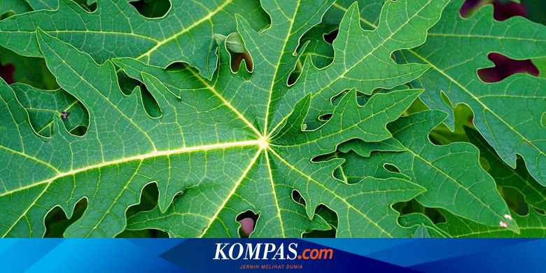 Apakah Ada Efek Samping dari Daun Pepaya? Berikut Penjelasannya…