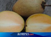 Apakah Sawo Boleh untuk Diabetes? Berikut Penjelasannya…