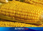 Apakah Cacar Bisa Hilang dengan Jagung? Berikut Penjelasan Dokter…