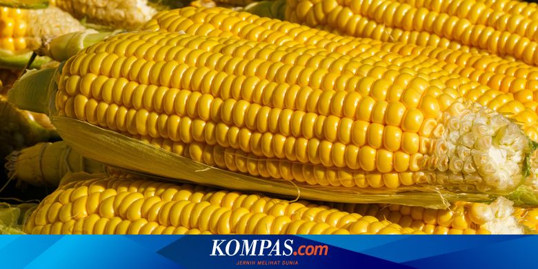 Apakah Cacar Bisa Hilang dengan Jagung? Berikut Penjelasan Dokter…