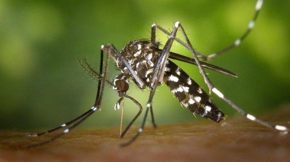 Waspada! Infeksi Demam Berdarah Ternyata Bisa Berulang, Ini Faktanya