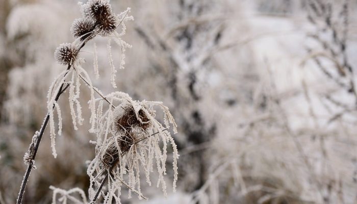 Frozen but Fresh: How Manufacturers Ensure Quality in Healthy Frozen Meals