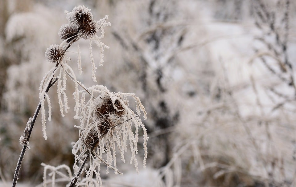 Frozen but Fresh: How Manufacturers Ensure Quality in Healthy Frozen Meals