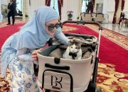 Bobby Kertanegara Kucing Prabowo Tiba di Istana, Harga Stroller Bikin Melongo