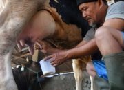 Benarkah Susu Mentah Berpotensi Tularkan Virus Influenza dari Sapi? Ini Penelitian Studi Terbaru!