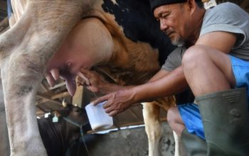 Benarkah Susu Mentah Berpotensi Tularkan Virus Influenza dari Sapi? Ini Penelitian Studi Terbaru!