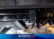 Tips Mengusir Tikus yang Bersarang di Mesin Mobil