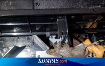 Tips Mengusir Tikus yang Bersarang di Mesin Mobil