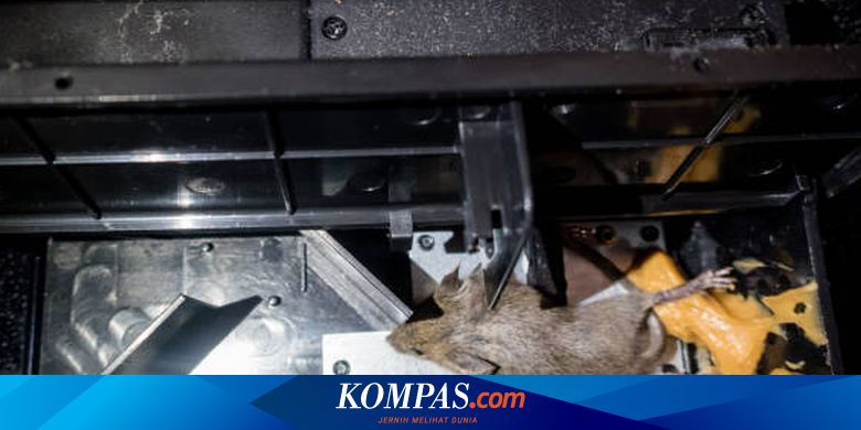 Tips Mengusir Tikus yang Bersarang di Mesin Mobil