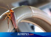 Berapa Biaya Membersihkan Kabin yang Telanjur Jadi Sarang Kecoak?