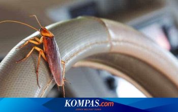 Berapa Biaya Membersihkan Kabin yang Telanjur Jadi Sarang Kecoak?