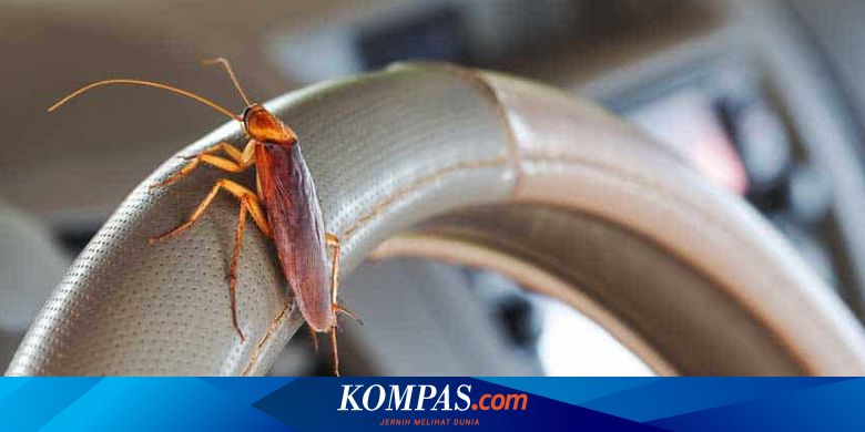 Berapa Biaya Membersihkan Kabin yang Telanjur Jadi Sarang Kecoak?