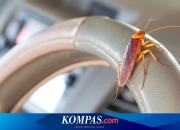 Waspada! Musim Hujan Picu Kecoak Bersarang di Kabin Mobil