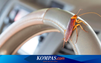 Waspada! Musim Hujan Picu Kecoak Bersarang di Kabin Mobil