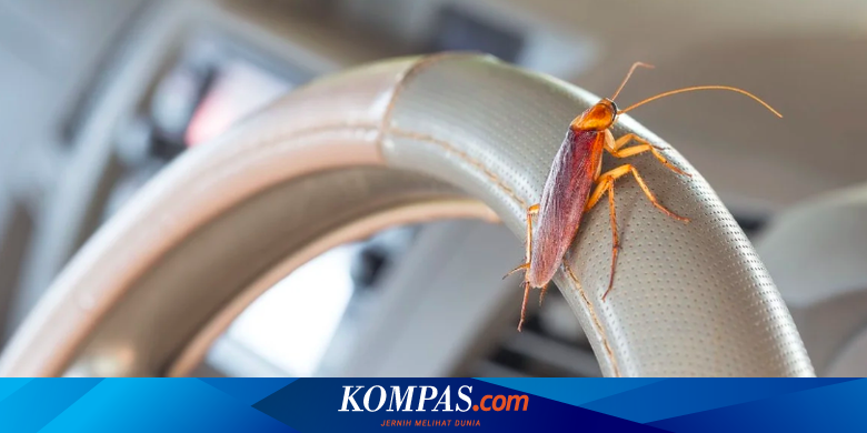 Waspada! Musim Hujan Picu Kecoak Bersarang di Kabin Mobil